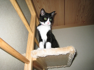キャットタワー